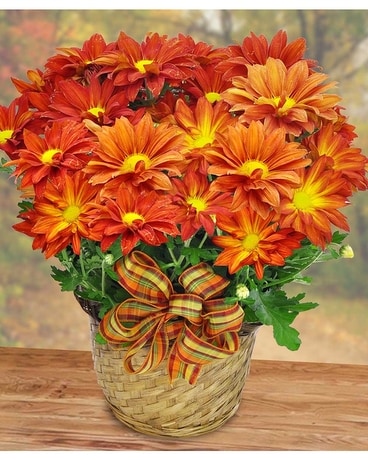 Autumn Mum Plant Flower Arrangement