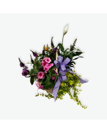 Gardener's Delight Dish Garden Plant
