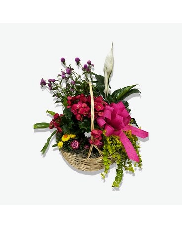 European Blooming Basket! Dish Garden Plant