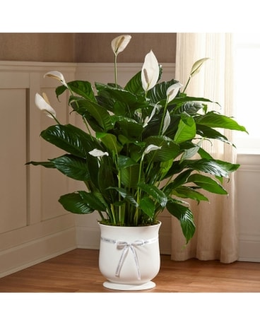 Comfort Planter Sympathy Arrangement