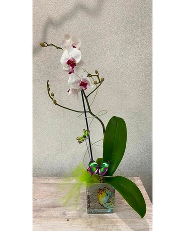 Loves Orchids and butterflies Flower Arrangement