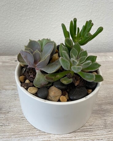 Succulent Bowl Gifts