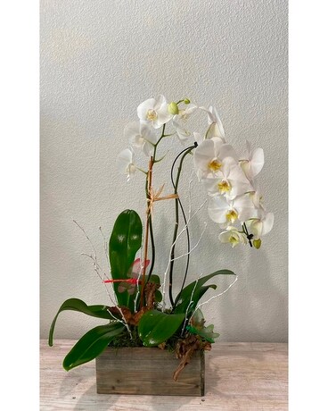 Custom White Orchids Flower Arrangement