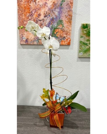 Graceful Orchid Plant