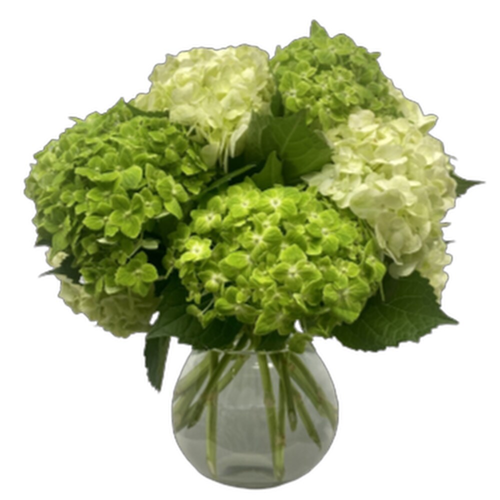 ドナルド・サルタン 「hydrangea in a green pot」 Gund Gallery - Hydrangea in a Green Pot, October 30, 1987