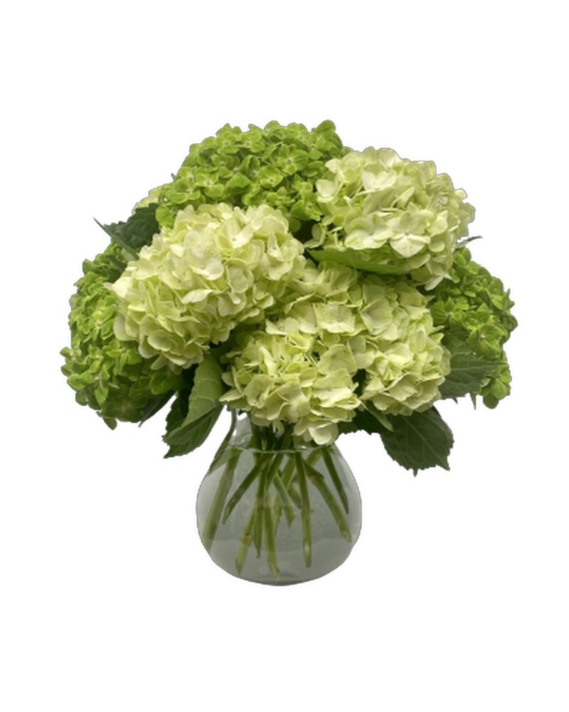 Amazon.com : Green Hydrangea Plant Live in 2.5 Inch Pot