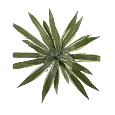 Agave Snow Glow in Fort Lauderdale FL - 2 Lips Ft. Lauderdale Florist &  Flower Delivery