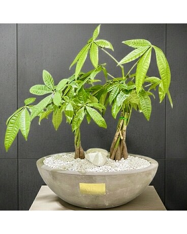 birdsnest snake plant vase life Green Birds Nest Snake Plant - 4" Pot