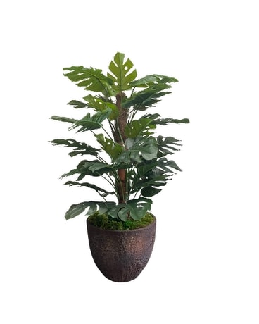 Monstera Plant in Fort Lauderdale FL - 2 Lips Ft. Lauderdale Florist &  Flower Delivery