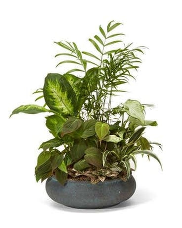 Dish Garden Dish Garden Plant