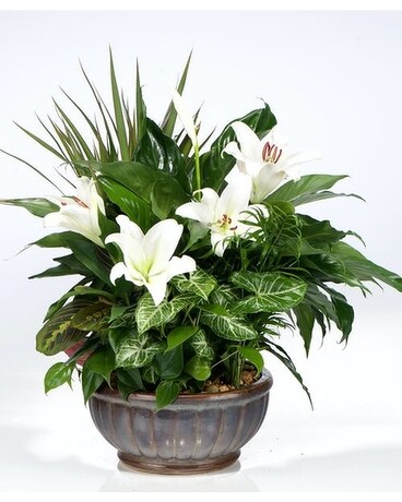 Dish Garden with Lilies Dish Garden Plant