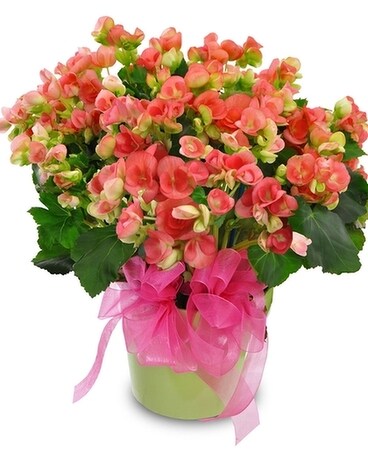 Blooming Plants Delivered Flower Arrangement
