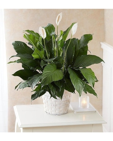Coast's Peace Lily Flower Arrangement