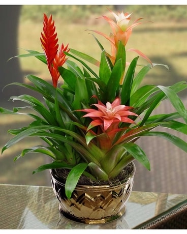 Bromeliad Trio Flower Arrangement
