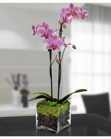 Coast's Orchid Plant Flower Arrangement