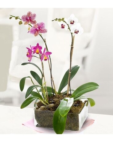 Coast's Dramatic Orchid Plants Flower Arrangement