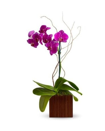 Orchid Opulence Flower Arrangement