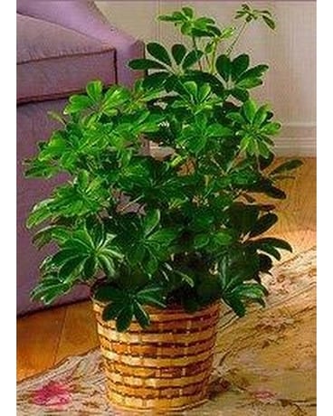 Arbicola Plant Flower Arrangement