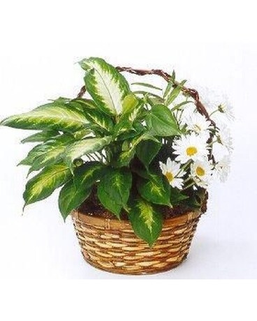 Planter with fresh cuts added Flower Arrangement