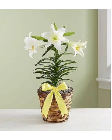 Easter Lily Plant Flower Arrangement