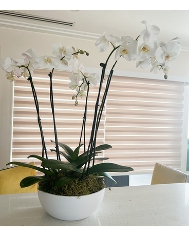 3 ORCHIDS Flower Arrangement