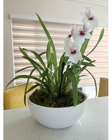 white Orchid Flower Arrangement