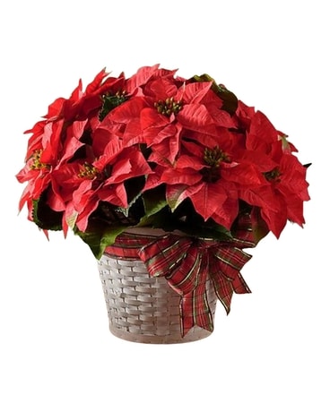 Christmas Poinsettias
