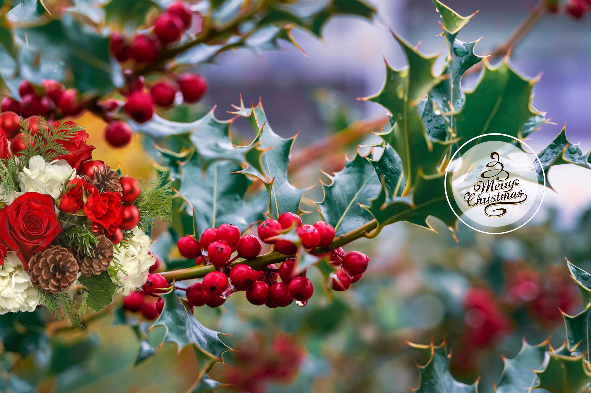 Christmas Flowers, Table Centerpieces, Poinsettias