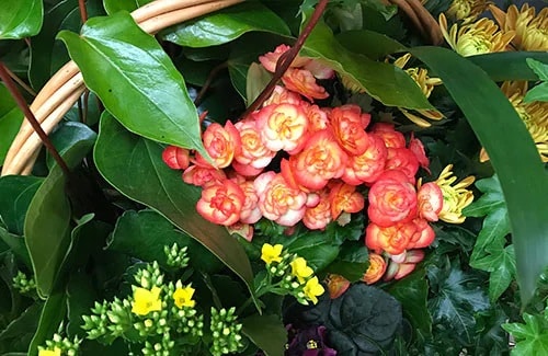 Sympathy Plants