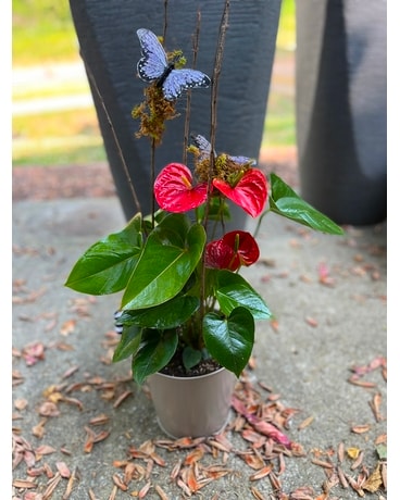 Potted Anthurium Flower Arrangement