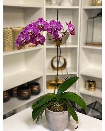 Phalenopsis Orchids: Purple Flower Arrangement