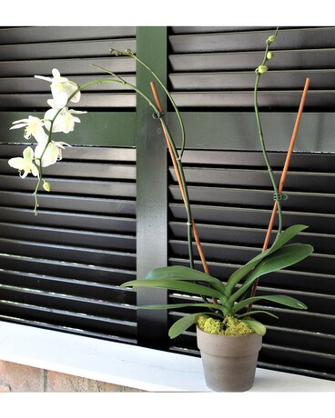 The Beatrice Plant