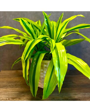 Blooming Girl's Lemon Lime Dracaena Plant