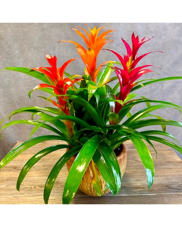 Bromeliad Plant
