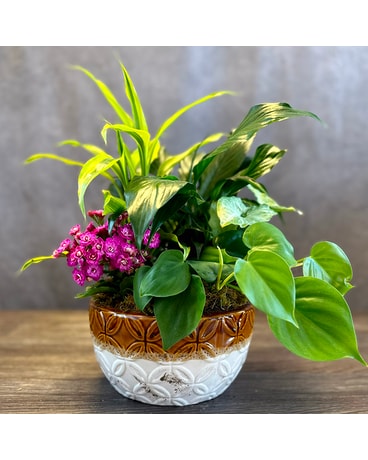 Dish Garden Plant