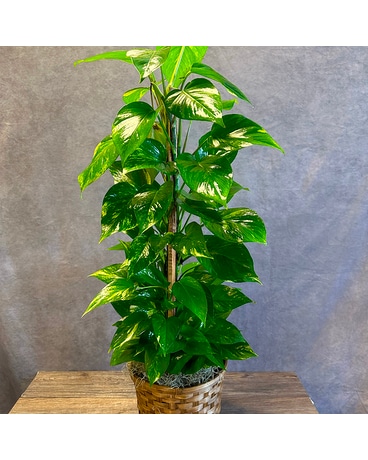Pothos Plant