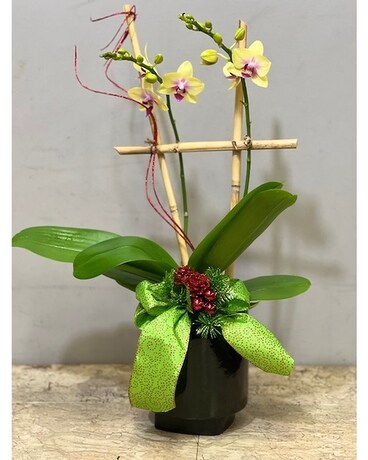 Multi Fleur Christmas Orchid Plant Flower Arrangement