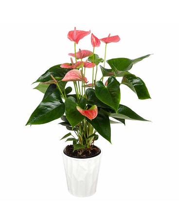 Anthurium Plant Plant