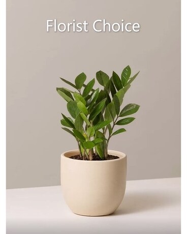 INDOOR TROPICAL PLANT Plant