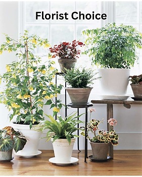 peace lily potting mix GARDENERA Air-Purifying Plant Potting Mix - 2 QUART - Potting Soil for Pothos, Parlor Palm, and Peace Lily