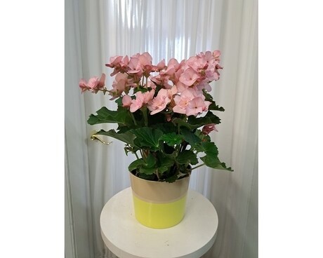 Bloomin' Begonia Plant
