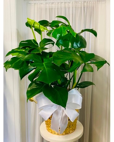 Monstera Deliciosa Flower Arrangement