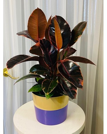 Ruby Ficus Plant