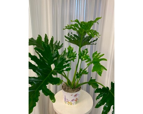 Hope Philodendron Plant