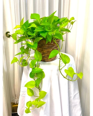 Neon Pothos Plant