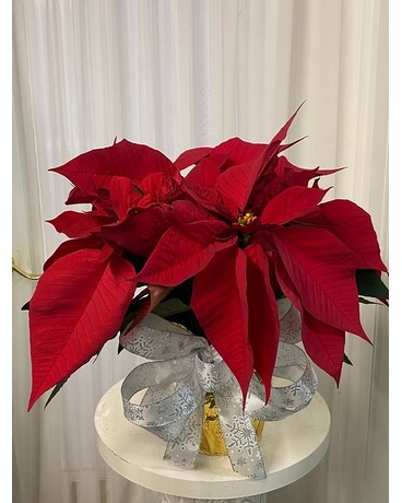 Small Red Poinsettia Plant