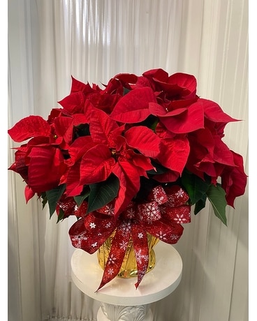 Medium Red Poinsettia Plant