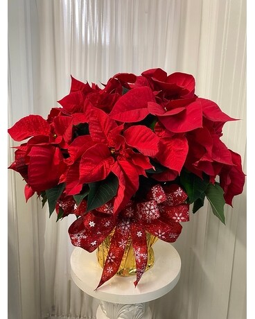 Medium Red Poinsettia Plant