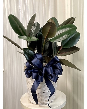 Rubber Plant Plant