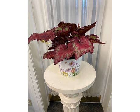Painted Leaf Begonia Plant